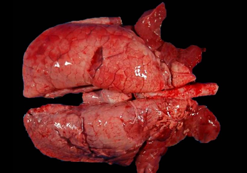 图4：猪肺炎支原体与猪流感病毒混合感染的猪肺。肺的颅腹侧部分和膈叶的一些较小区域的红色实变区。在这些颅静脉病变中，既有猪肺炎支原体的病变，也有来自猪流感病毒的病变，因此无法从宏观上区分它们。